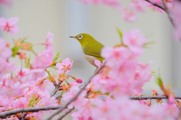 ピンク色の桜の花とメジロ