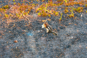 Chipmunk in the park eating