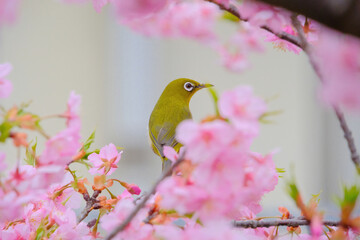 ピンク色の桜の花とメジロ