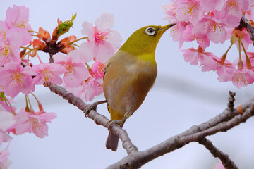 ピンク色の桜の花とメジロ