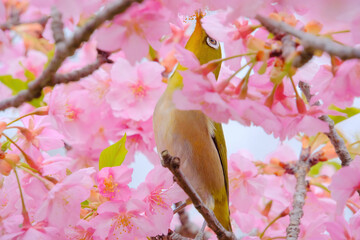 ピンク色の桜の花とメジロ