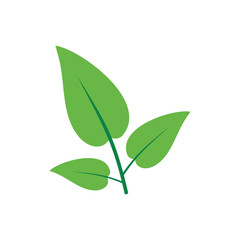 Green Leaf Illustration