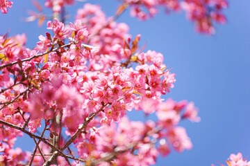 Close up of Wild Himalayan Cherry flowers or Sakura across blue sky