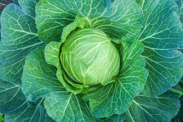 Fototapeta premium cabbage in the garden