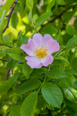 Wild rose hip flower in garden