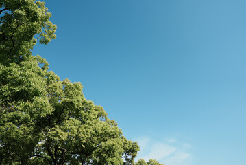 青空と木