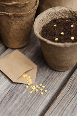Tomato seeds in a biodegradable peat pot and paper bags with seeds on a wooden background. Closeup