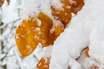 Dry leaves on branches of hornbeam during winter snowfall