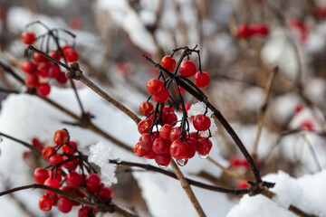 Snow-covered red viburnum berries on useful for the body on a frosty winter day