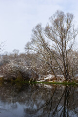 The river flows through the forest. In late fall in the forest the trees stand leafless and reflected in the water of the river After the snowfall, snow lies on the river banks and on the trees
