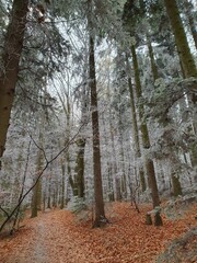 Oszroniałe drzewa na szlaku na Łysą Górę w Świętokrzyskim Parku Narodowym
