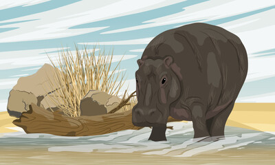 A hippo stands on the shore of a dirty African lake. Wild animals of Africa. Realistic Vector Landscape