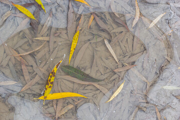 Yellow-green leaves of the willow, fallen on the snow. Frozen at the beginning of winter in a puddle. Beautiful winter background
