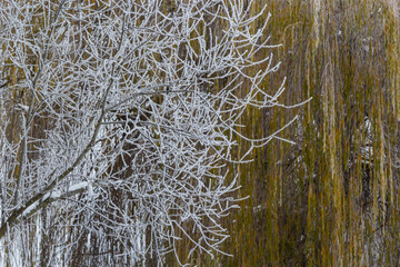 Weeping willow bombarded with ice fog. Frost on tree branches in frosty weather