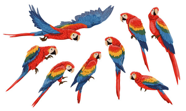 Set of Scarlet macaw parrots. Macaws sit and walk on the branches, fly and clean their feathers. Realistic Vector South American and Caribbean Jungle Birds