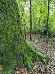 Zarośnięte drzewo w Miejscu Mocy nieopodal Białowieży w Puszczy Białowieskiej