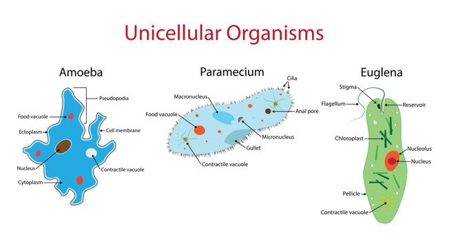 illustration of biology, Unicellular organisms are living organisms that are composed of a single cell, Anatomy of Amoeba, Paramecium and Euglena, Molecular evolution
