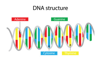 illustration of biology, DNA structure consists of two strands of nucleotides that are held together by hydrogen bonds, four nitrogenous bases: adenine , thymine, guanine, cytosine  - obrazy, fototapety, plakaty