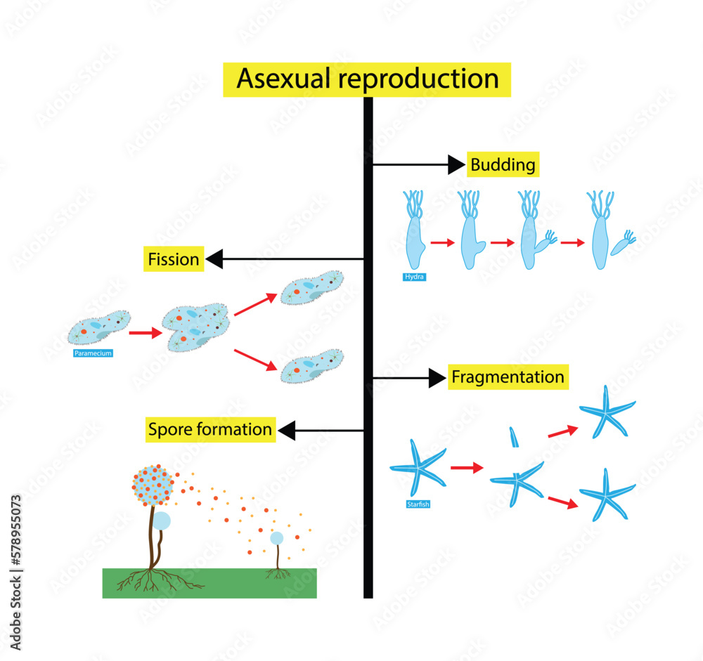 Poster Asexual Fragmentation Illustration Of Biology Scientific