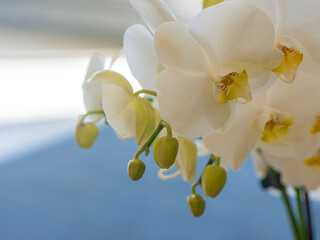 White color orchid (Orchidaceae)