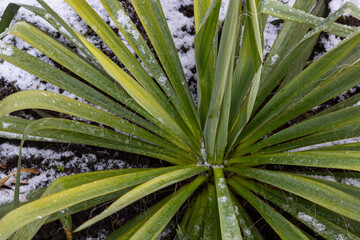 Fototapeta premium Frost-resistant blue palm lily known as Yucca rostrata stands snow-covered in the bed