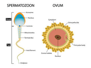 illustration of Biology, Structural diagram of a sperm cell, ovum spermatozoon anatomy, Male sperm fertilize female egg, Fertilization and ovulation