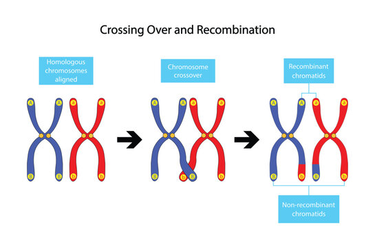 Genetic Recombination genetic-recombination
