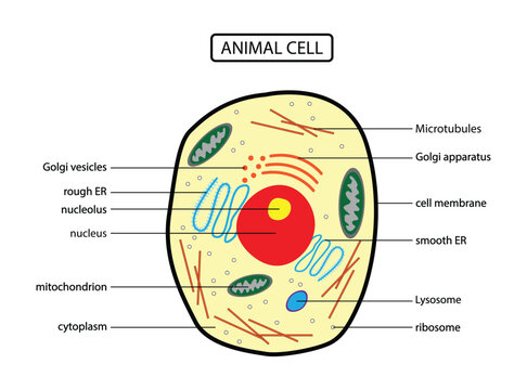 illustration of biology, Anatomy of animal cell, Animal cell anatomical structure with all parts including cell membrane nucleus nucleolus vacuole lysosome ribosome golgi body cytoplasm 