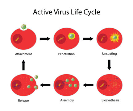 illustration of biology, Active virus life cycle, virus life cycle could be divided into six steps: attachment, penetration, uncoating, gene expression and replication, assembly and release