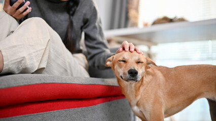 A smiling and adorable domestic dog is being petted by his owner in the living room.