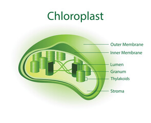 illustration of biology, Chloroplast is an organelle that contains the photosynthetic pigment chlorophyll that captures sunlight and converts it into useful energy