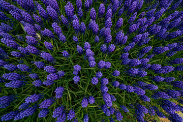 Muscari armeniacum or Grape Hyacinths from top view