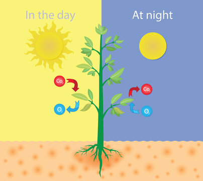 illustration of Biology and physics, Gas exchange of trees during the day and at night, plant gas exchange, Photosynthesis process simple visualization with plant, Plant gas exchange physiology