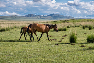 horses in the meadow
