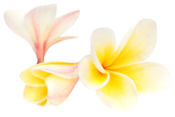 Frangipani © Swapan