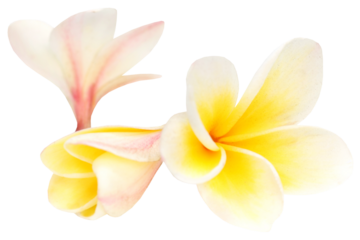 Frangipani