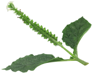 Heliotropium indicum or Medicinal Hatishura