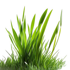 green grass, transparent background png