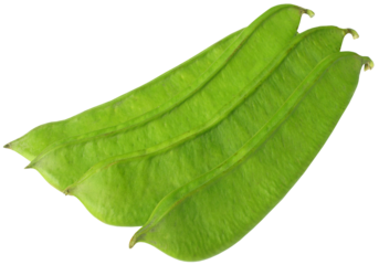 Edible large flat bean