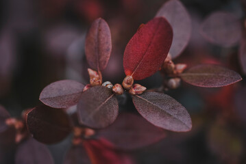 Close up of rhododendron leaves