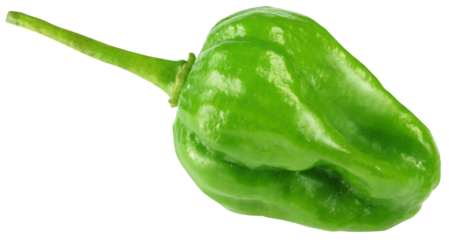 Naga Morich of Bangladesh