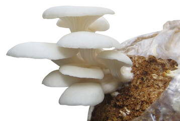 Oyster mushroom