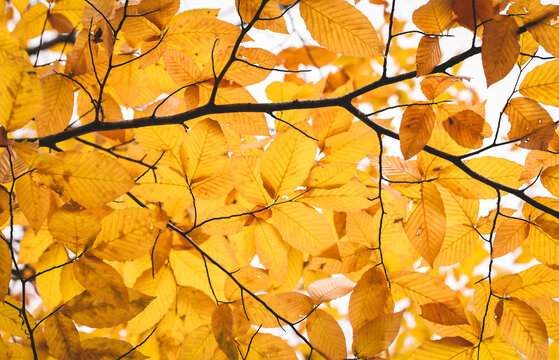 Close up of golden yellow Autumn leaves on a tree branch