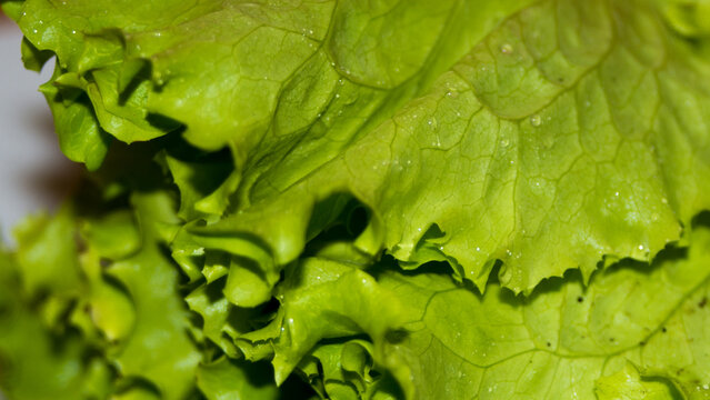 Fresh Green Lettuce Salad Leaves Isolated On White Background