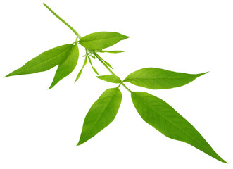 Medicinal Nishinda leaves
