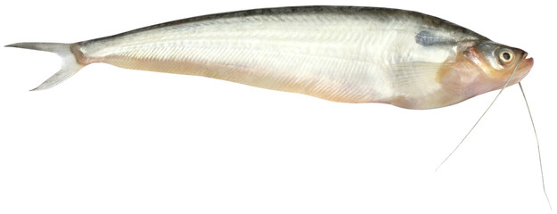 Fresh water Pabda fish