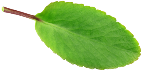 Medicinal Kalanchoe