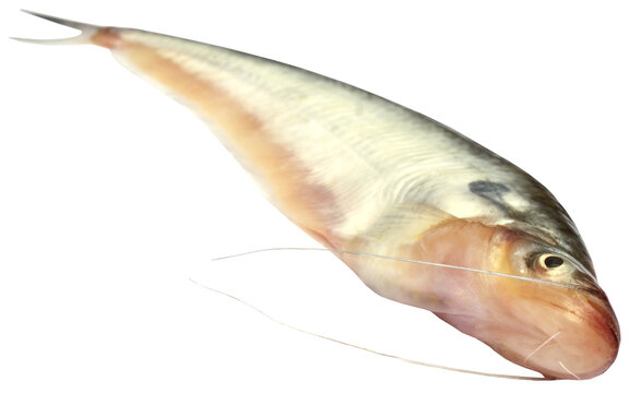 Fresh water Pabda fish