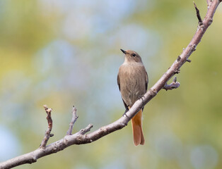 Black redstart, Phoenicurus ochruros. A bird sits on a branch against a beautiful blurred background