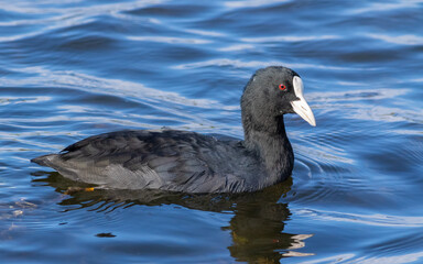 Eurasian coot, Fulica atra. A bird sails down a river in the early sunny morning